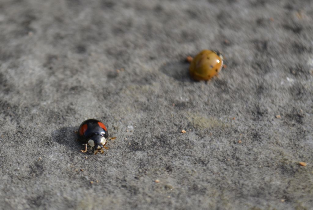Pullulazione di coccinelle